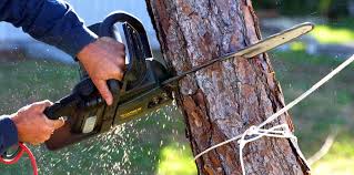 Best Fruit Tree Pruning  in Moravian Falls, NC